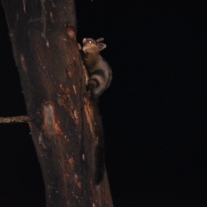 Petaurus australis australis at Wonboyn, NSW - suppressed