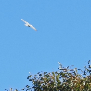 Accipiter novaehollandiae at Fyshwick, ACT - 16 Jul 2019