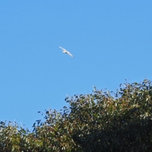 Accipiter novaehollandiae at Fyshwick, ACT - 16 Jul 2019