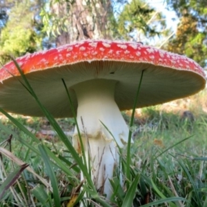 Amanita muscaria at Bodalla, NSW - 16 Jul 2019