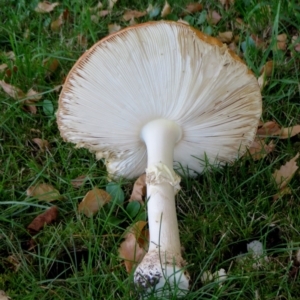 Amanita muscaria at Bodalla, NSW - 16 Jul 2019 12:00 AM