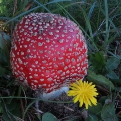 Amanita muscaria at Bodalla, NSW - 16 Jul 2019 12:00 AM