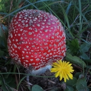 Amanita muscaria at Bodalla, NSW - 16 Jul 2019