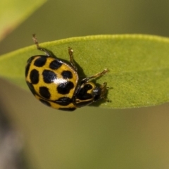 Harmonia conformis (Common Spotted Ladybird) at Higgins, ACT - 7 Jul 2019 by AlisonMilton