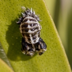 Harmonia conformis at Higgins, ACT - 7 Jul 2019