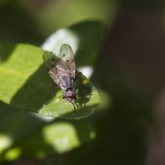 Anthomyia punctipennis at Higgins, ACT - 7 Jul 2019 by AlisonMilton