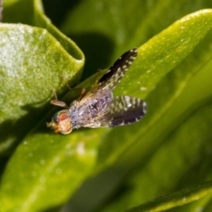 Tephritidae sp. (family) at Higgins, ACT - 3 Jul 2019