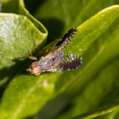 Tephritidae sp. (family) (Unidentified Fruit or Seed fly) at Higgins, ACT - 3 Jul 2019 by AlisonMilton