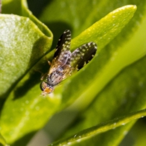 Tephritidae sp. (family) at Higgins, ACT - 3 Jul 2019 01:30 PM