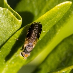 Tephritidae sp. (family) at Higgins, ACT - 3 Jul 2019