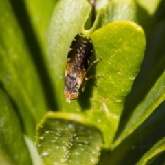 Tephritidae sp. (family) at Higgins, ACT - 3 Jul 2019