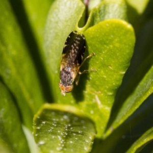 Tephritidae sp. (family) at Higgins, ACT - 3 Jul 2019