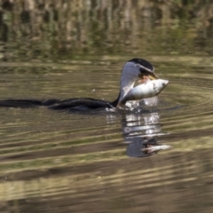 Perca fluviatilis (Redfin) at Sullivans Creek, Acton - 2 Jul 2019 by AlisonMilton