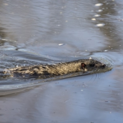 Hydromys chrysogaster (Rakali or Water Rat) at Australian National University - 2 Jul 2019 by Alison Milton