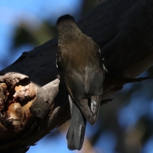 Cormobates leucophaea at Broulee, NSW - 13 Jul 2019