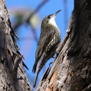 Cormobates leucophaea at Broulee, NSW - 13 Jul 2019