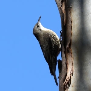 Cormobates leucophaea at Broulee, NSW - 13 Jul 2019