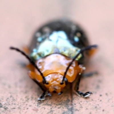 Lamprolina (genus) (Pittosporum leaf beetle) at Rosedale, NSW - 7 Jul 2019 by jb2602