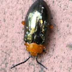 Lamprolina (genus) at Rosedale, NSW - 7 Jul 2019 11:24 AM