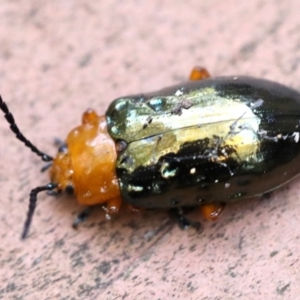 Lamprolina (genus) at Rosedale, NSW - 7 Jul 2019 11:24 AM