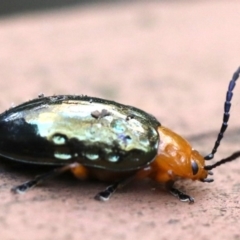 Lamprolina (genus) at Rosedale, NSW - 7 Jul 2019 11:24 AM