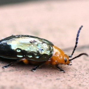 Lamprolina (genus) at Rosedale, NSW - 7 Jul 2019 11:24 AM