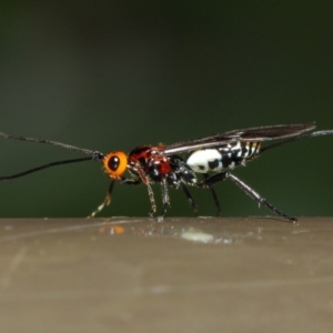 Braconidae (family) at Acton, ACT - 16 Jul 2019