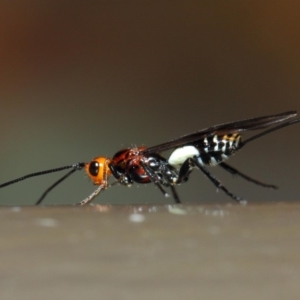 Braconidae (family) at Acton, ACT - 16 Jul 2019