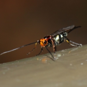 Braconidae (family) at Acton, ACT - 16 Jul 2019