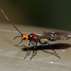 Braconidae (family) at Acton, ACT - 16 Jul 2019