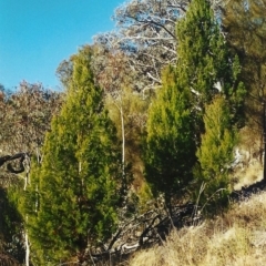 Callitris endlicheri (Black Cypress Pine) at Conder, ACT - 21 Jul 2001 by michaelb