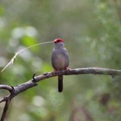 Neochmia temporalis (Red-browed Finch) at Hackett, ACT - 28 Oct 2017 by TimL