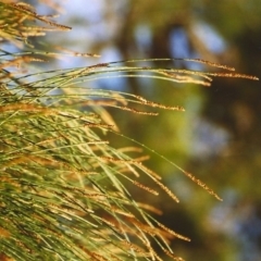 Casuarina cunninghamiana subsp. cunninghamiana (River She-Oak, River Oak) at Pine Island to Point Hut - 9 Mar 2008 by MichaelBedingfield