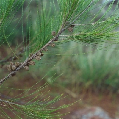 Casuarina cunninghamiana subsp. cunninghamiana (River She-Oak, River Oak) at Paddys River, ACT - 12 Feb 2002 by MichaelBedingfield