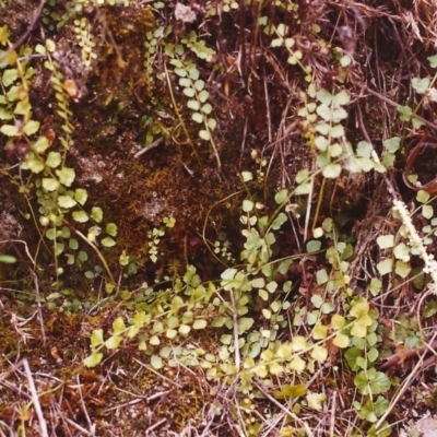 Asplenium flabellifolium (Necklace Fern) at Conder, ACT - 11 Mar 2000 by MichaelBedingfield