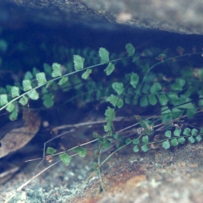 Asplenium flabellifolium (Necklace Fern) at Conder, ACT - 28 Jul 2000 by michaelb