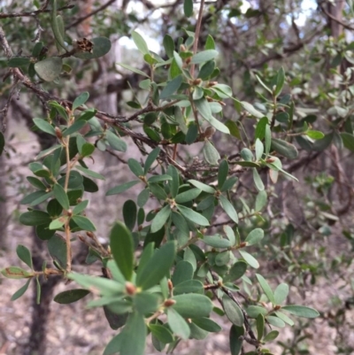 Unverified Other Shrub at Canyonleigh - 16 Jul 2019 by Margot