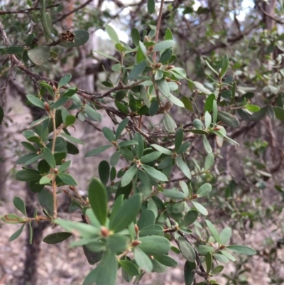  at Wingecarribee Local Government Area - 15 Jul 2019 by Margot