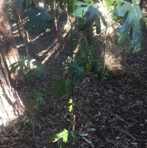 Brachychiton acerifolius at Budgong, NSW - 17 Jul 2019