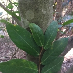 Ficus coronata (Creek Sandpaper Fig) at Budgong, NSW - 17 Jul 2019 by Ry