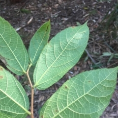 Ficus coronata at Budgong, NSW - 17 Jul 2019 12:00 AM