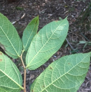 Ficus coronata at Budgong, NSW - 17 Jul 2019