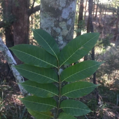 Toona ciliata (Red Cedar) at Budgong, NSW - 17 Jul 2019 by Ry