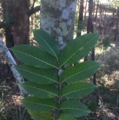 Toona ciliata (Red Cedar) at Budgong, NSW - 16 Jul 2019 by Ry