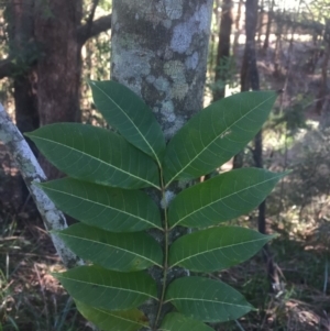 Toona ciliata at Budgong, NSW - 17 Jul 2019
