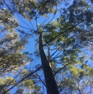 Toona ciliata at Budgong, NSW - 17 Jul 2019