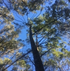 Toona ciliata at Budgong, NSW - 17 Jul 2019