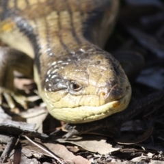 Tiliqua scincoides scincoides (Eastern Blue-tongue) at Red Hill, ACT - 17 Jul 2019 by LisaH