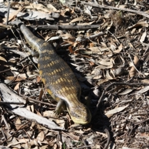 Tiliqua scincoides scincoides at Red Hill, ACT - 17 Jul 2019