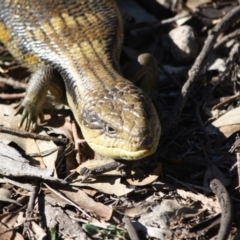 Tiliqua scincoides scincoides at Red Hill, ACT - 17 Jul 2019 03:25 PM